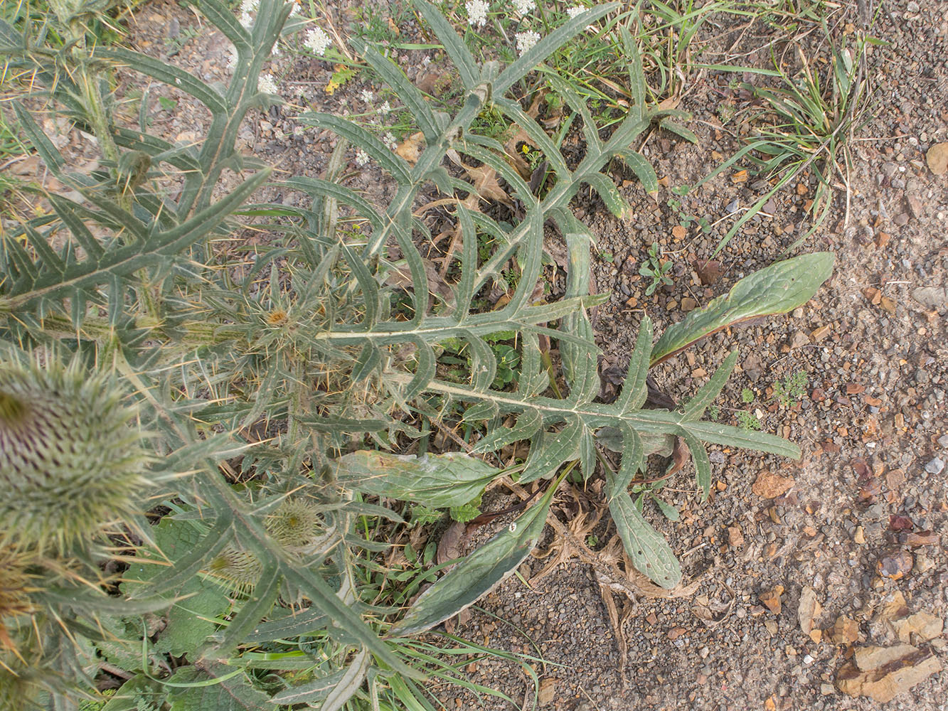 Image of Cirsium szovitsii specimen.