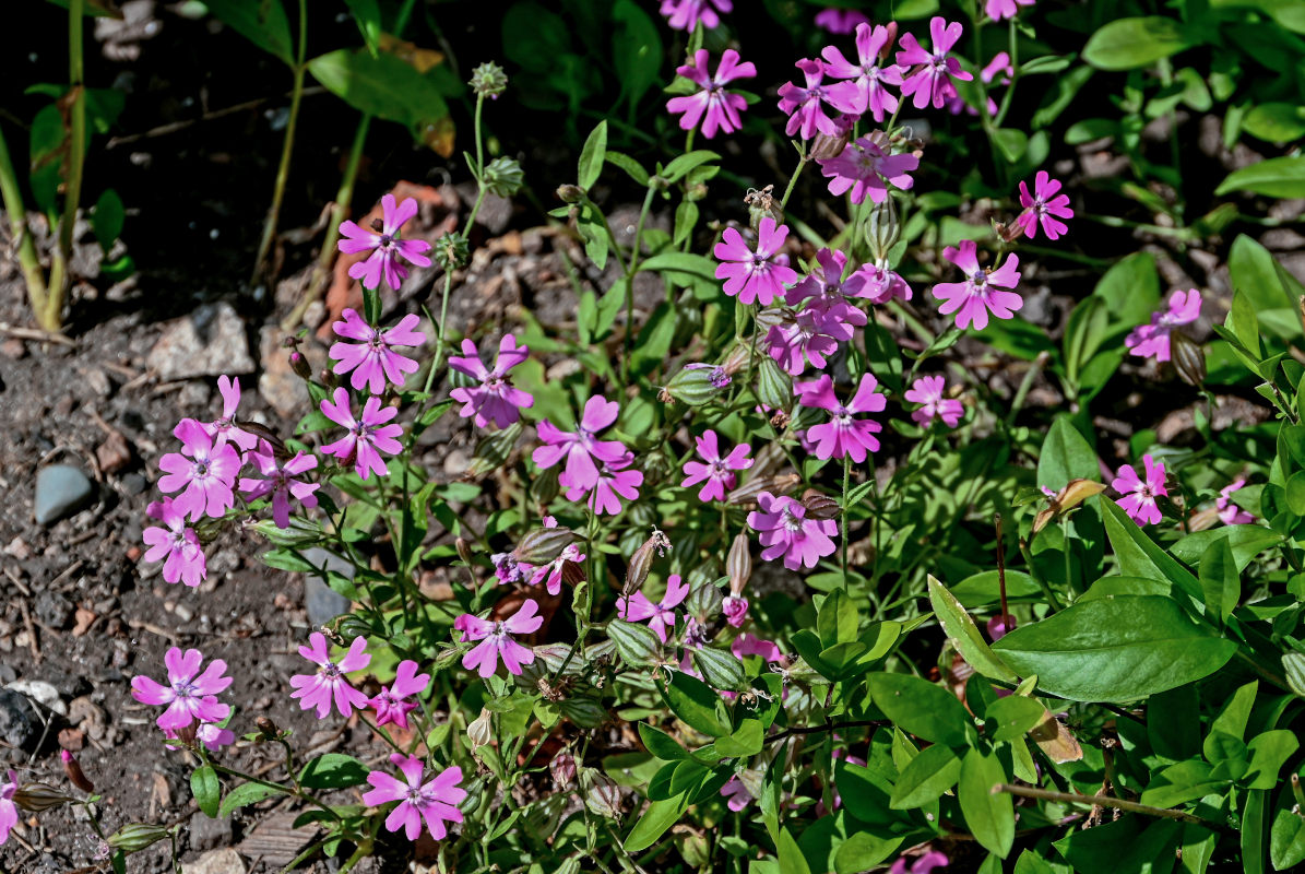 Image of Silene pendula specimen.