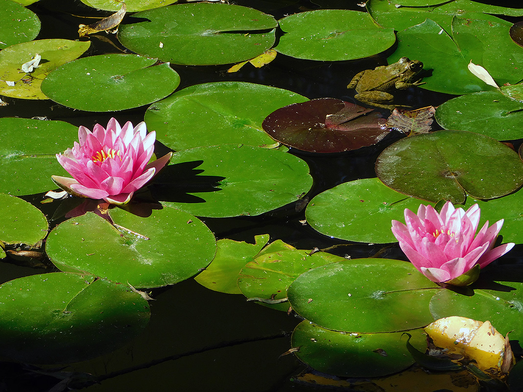 Изображение особи Nymphaea &times; marliacea.