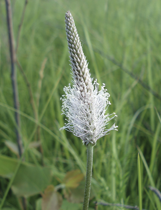 Image of Plantago maxima specimen.