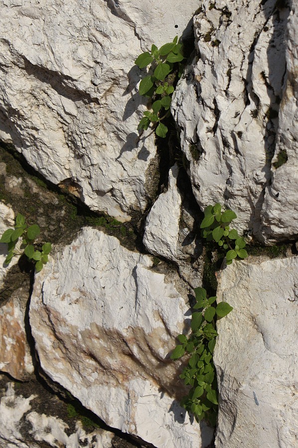 Image of Parietaria lusitanica specimen.