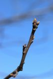 Quercus rubra