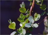 Lonicera caprifolium. Побеги с молодыми листьями. Московская обл., Раменский р-н, окр. дер. Хрипань, садовый участок. 24.04.2025.