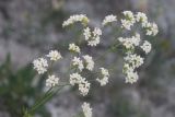 Galium octonarium