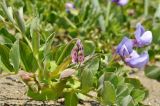 Lathyrus japonicus. Побеги и соцветие в бутонах. Приморский край, окр. пос. Дунай, бух. Круглая, песчаная береговая полоса. 24.05.2025.