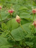 Cerasus maximowiczii