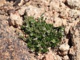Minuartia biflora