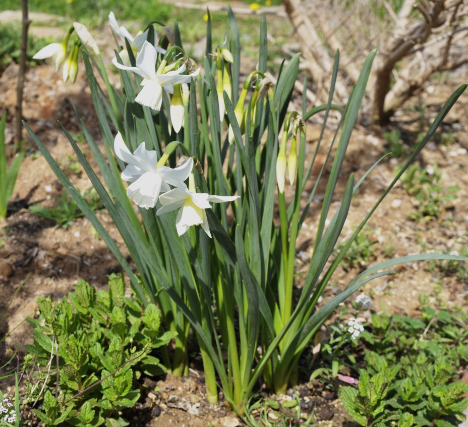 Image of Narcissus triandrus specimen.