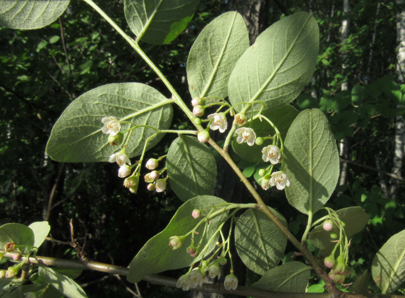 Image of Cotoneaster messerschmidtii specimen.