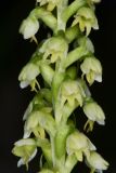 Pseudorchis albida