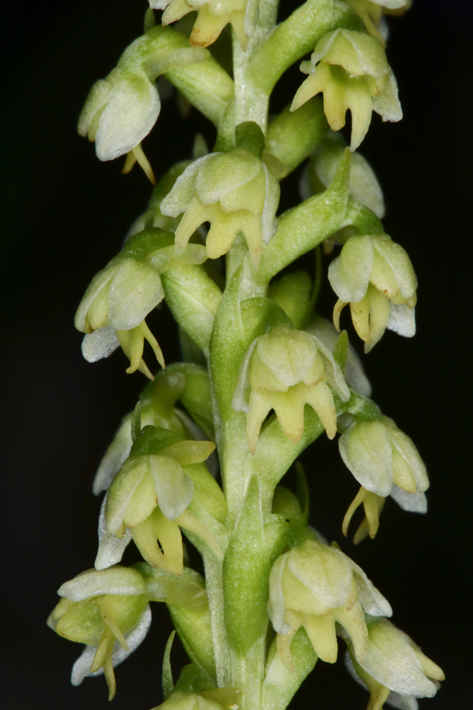 Изображение особи Pseudorchis albida.