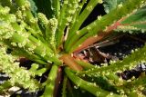 Rheum spiciforme. Прикорневая часть растения с основаниями соцветий. Таджикистан, Горно-Бадахшанская автономная обл., Рушанский р-н, хр. Сарезский, восточная часть Сарезского оз., р. Берёзовая, галечниковые берега реки. 6 июля 2025 г.