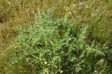 genus Eryngium. Вегетирующее растение. Турция, ил Ван, 3 км к З от дер. Кечикыран, берег оз. Ван, выс. 1650 м н.у.м., горная степь. 21 мая 2025 г.