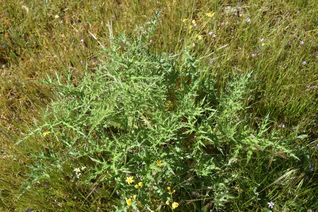 Image of genus Eryngium specimen.