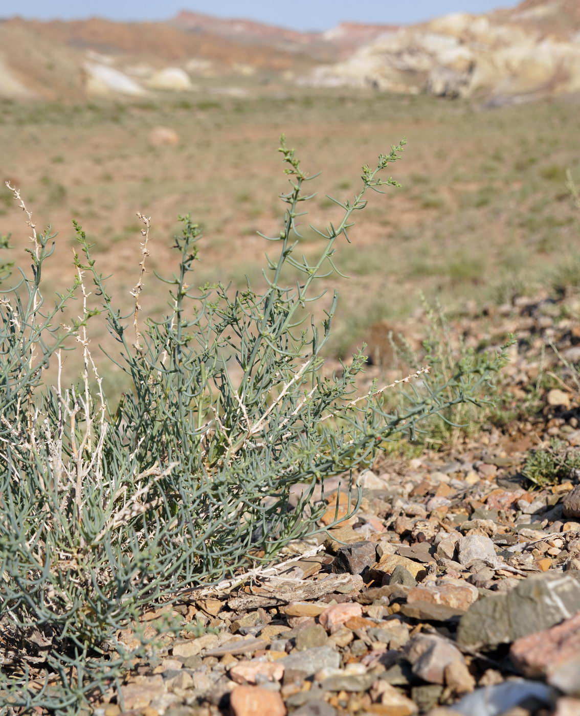 Image of familia Chenopodiaceae specimen.