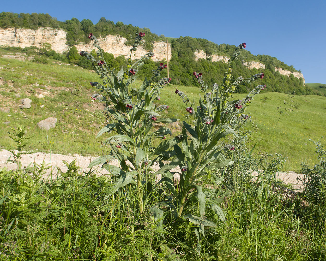 Image of Cynoglossum officinale specimen.