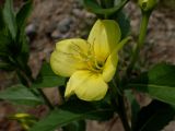 Oenothera depressa
