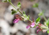 Teucrium divaricatum