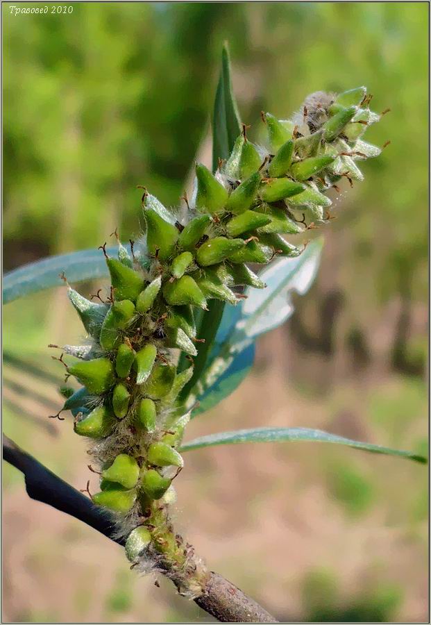 Изображение особи Salix &times; mollissima.