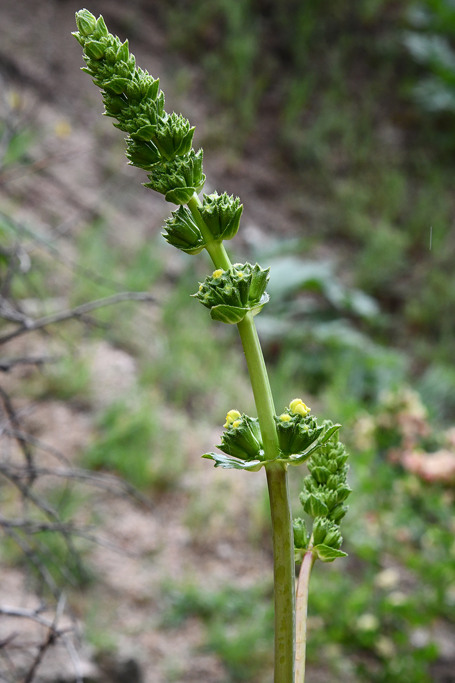 Image of Phlomoides hissarica specimen.