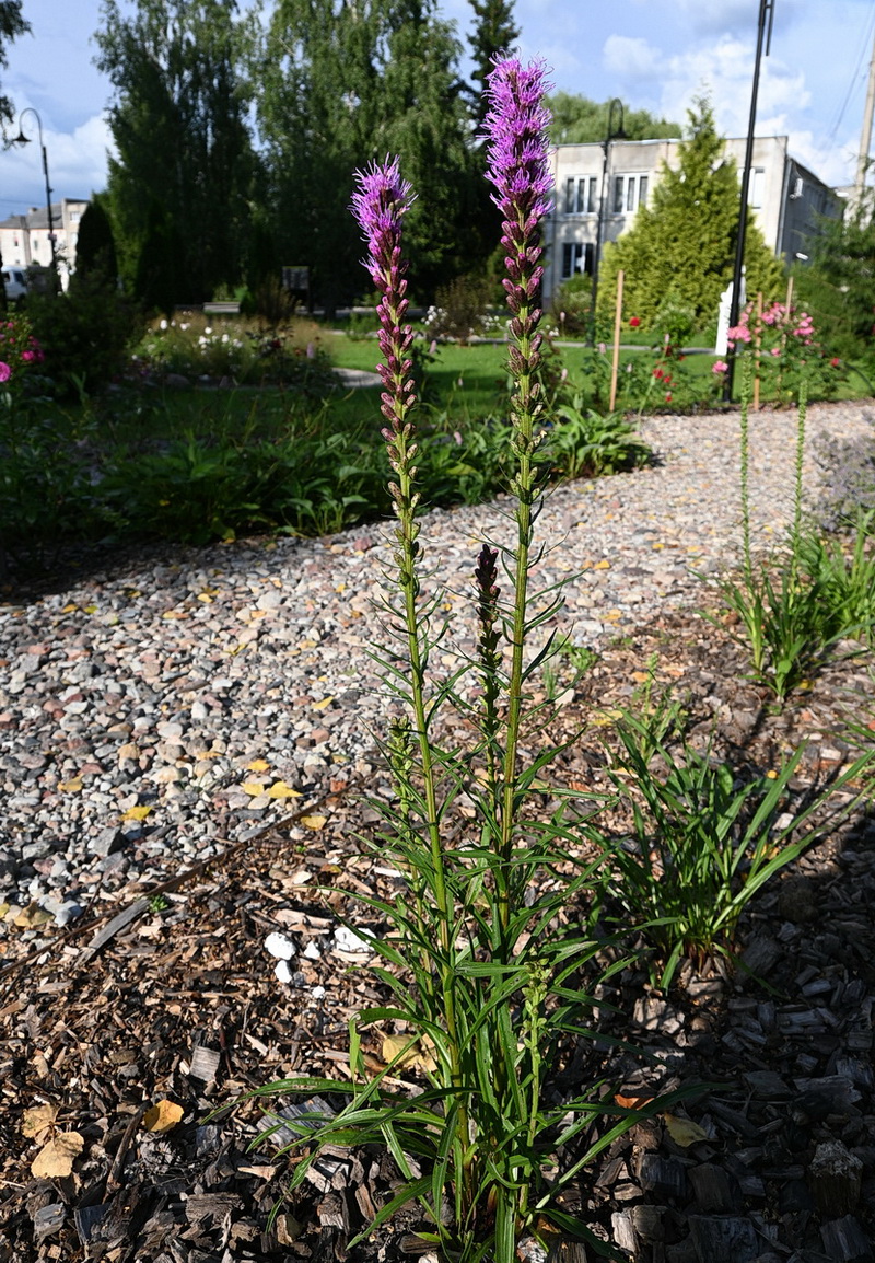 Изображение особи Liatris spicata.