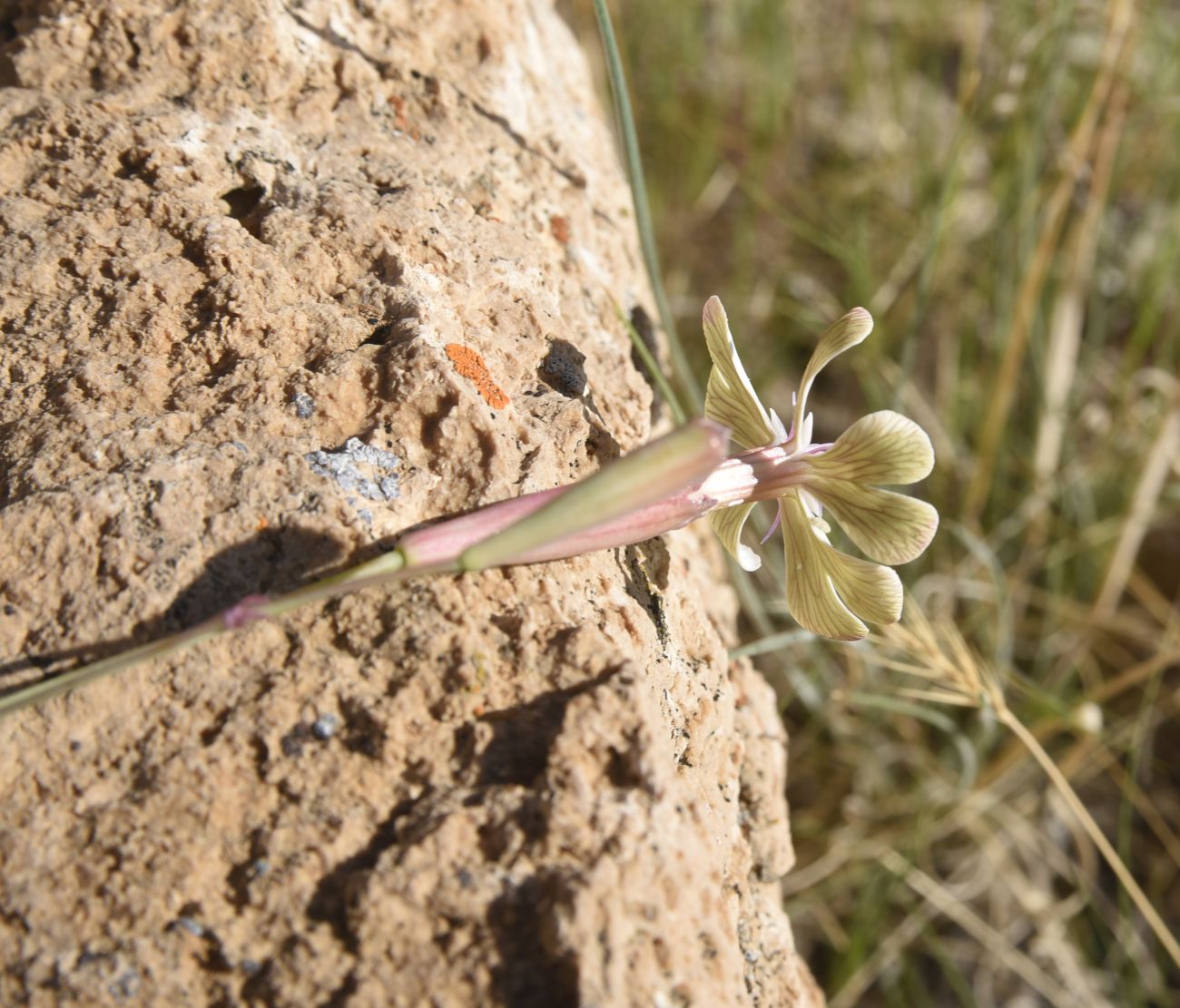Изображение особи Silene chlorifolia.