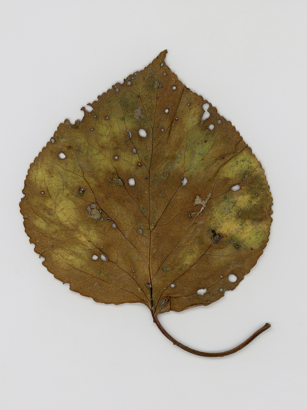 Изображение особи Armeniaca vulgaris.