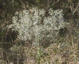 Изображение особи. Автор - Владимир Семашко