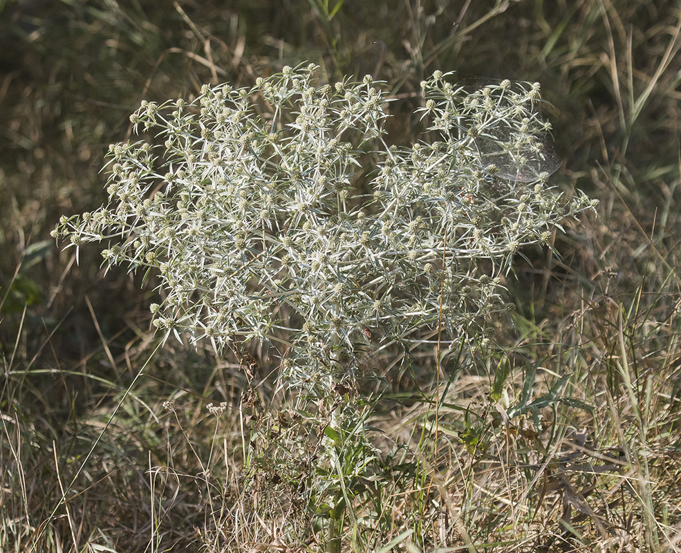 Изображение особи Eryngium campestre.