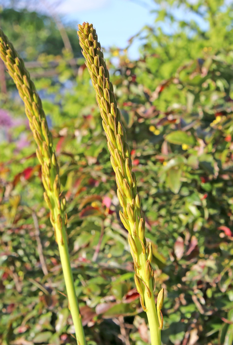 Изображение особи Eremurus spectabilis.
