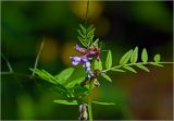 Vicia sepium