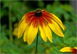 Rudbeckia hirta. Соцветие. Московская обл., Раменский р-н, окр. дер. Хрипань, садовый участок. 01.08.2025.