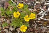 Potentilla elegans. Цветущее растение с кормящимися Bibio spp. Камчатский край, Мильковский р-н, вершина вулкана Бакенинг, ≈ 2290 м н.у.м., каменистая площадка. 06.07.2025.