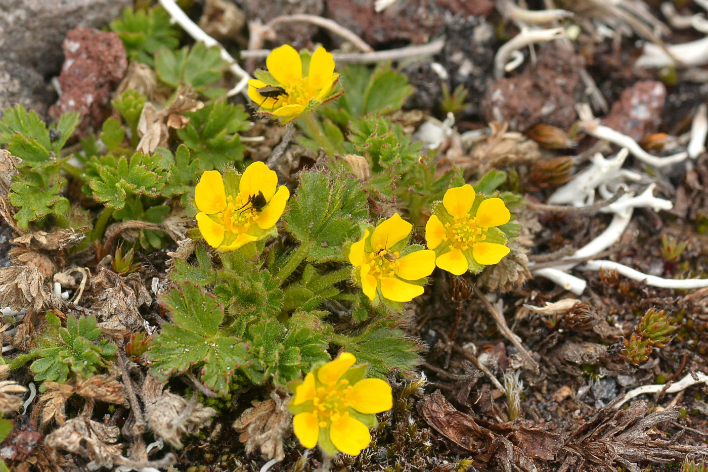 Изображение особи Potentilla elegans.