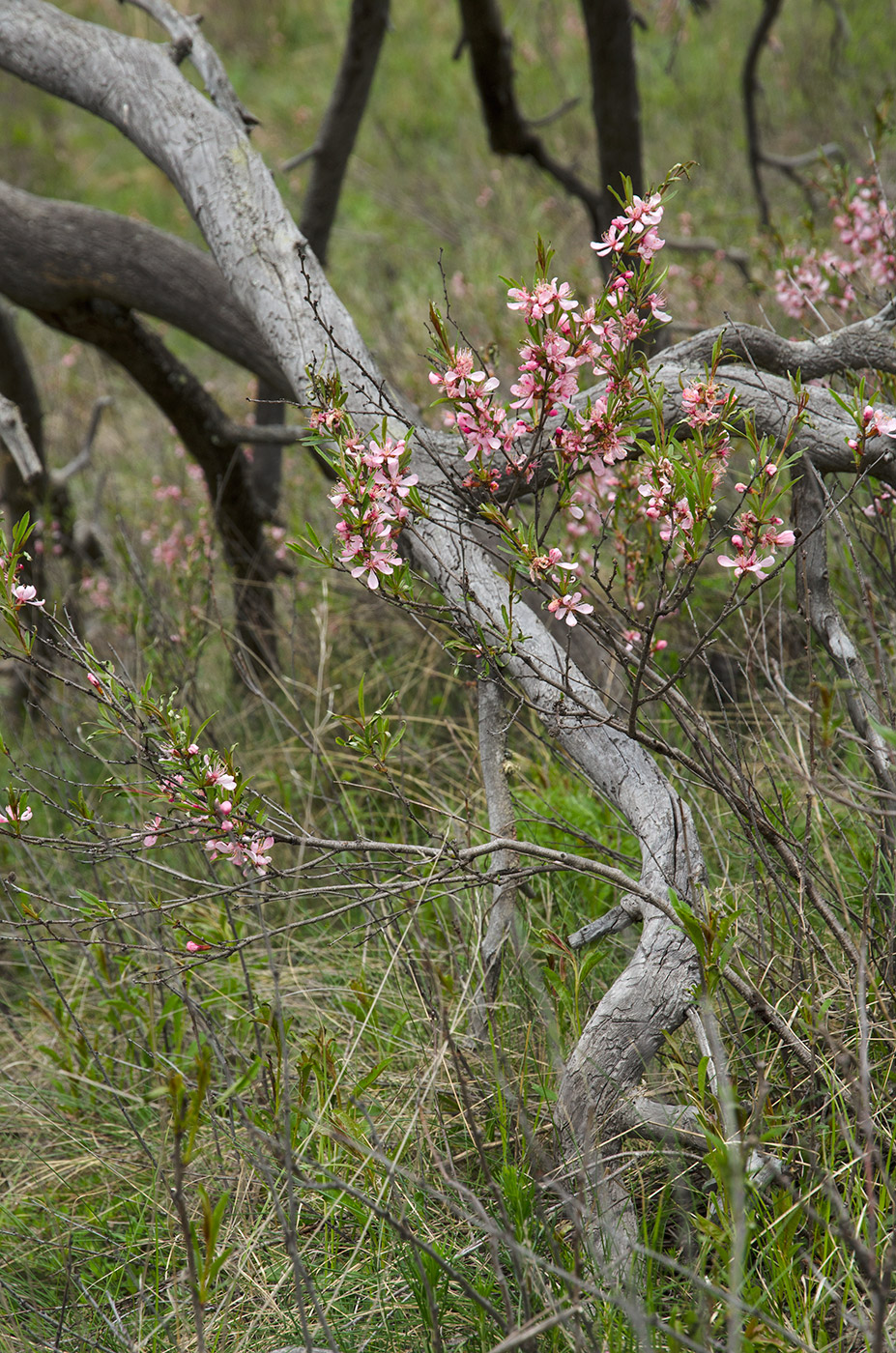 Image of Amygdalus nana specimen.