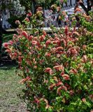 Justicia fulvicoma. Побеги цветущего растения. Португалия, округ Лейрия, пос. Баталья, в культуре. 07.08.2025.