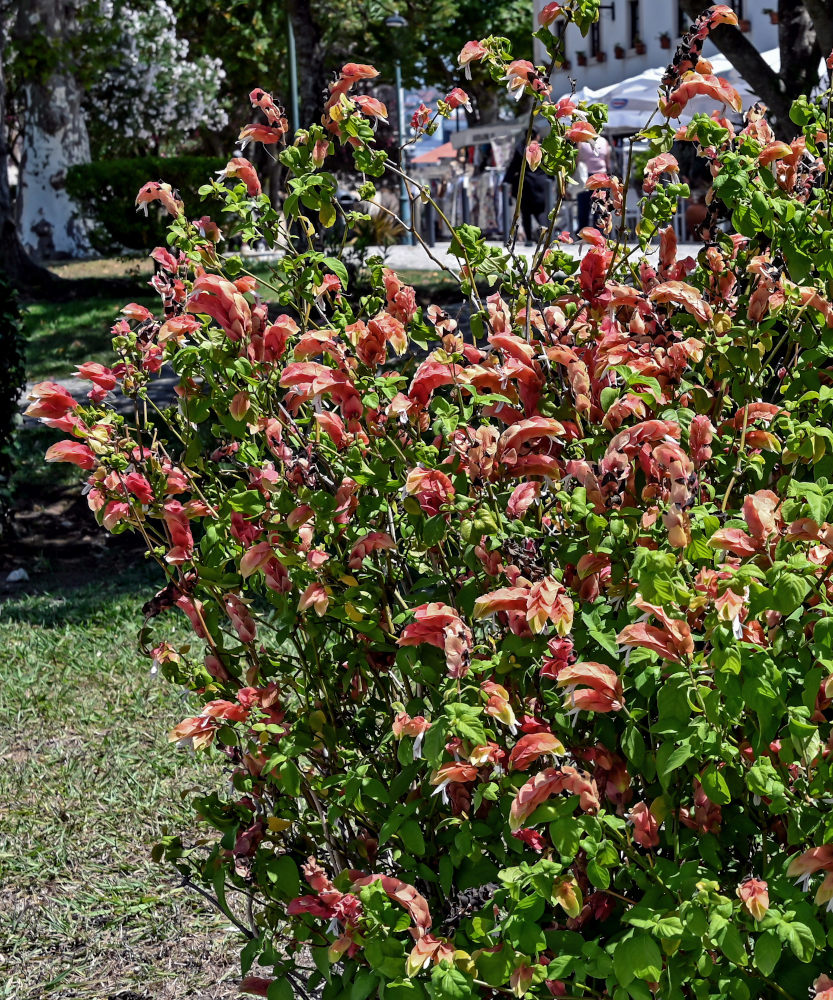 Изображение особи Justicia fulvicoma.