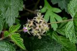 Rubus mesogaeus. Отцветающее соцветие с завязавшимися плодами и лист. Китай, пров. Шэньси, национальный парк \"Хуашань\", ≈ 2000 м н.у.м., опушка смешанного леса, у подножия скалы. 02.06.2025.