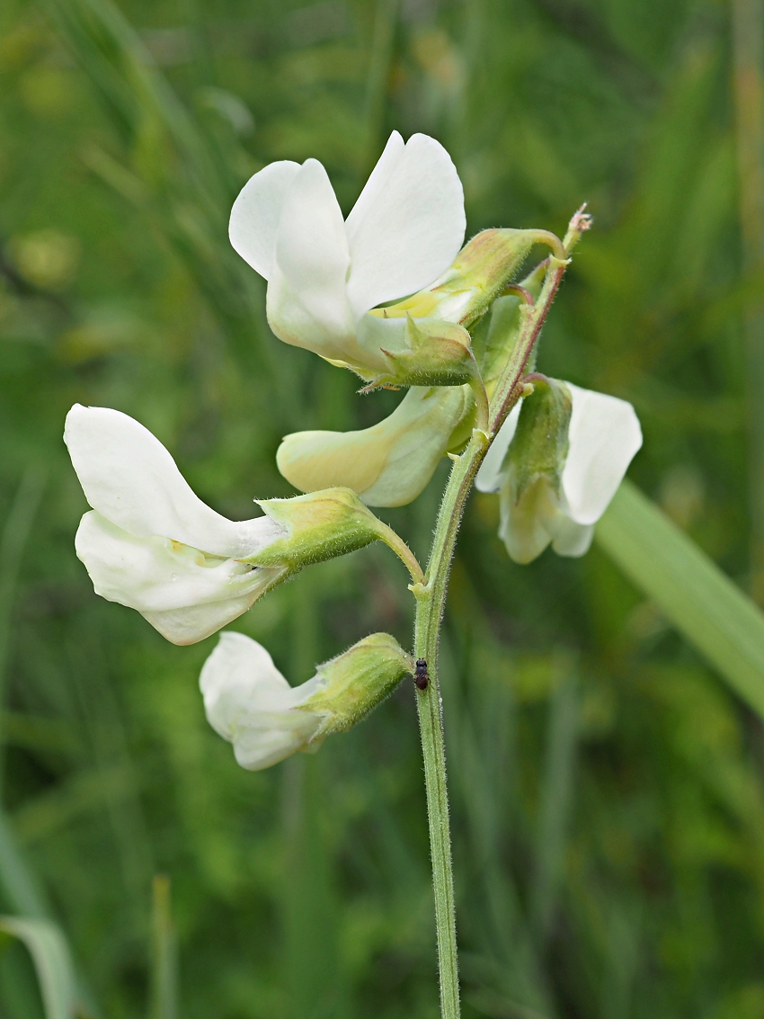 Image of Lathyrus pallescens specimen.
