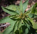 Image of taxon representative. Author is Игорь Павлов