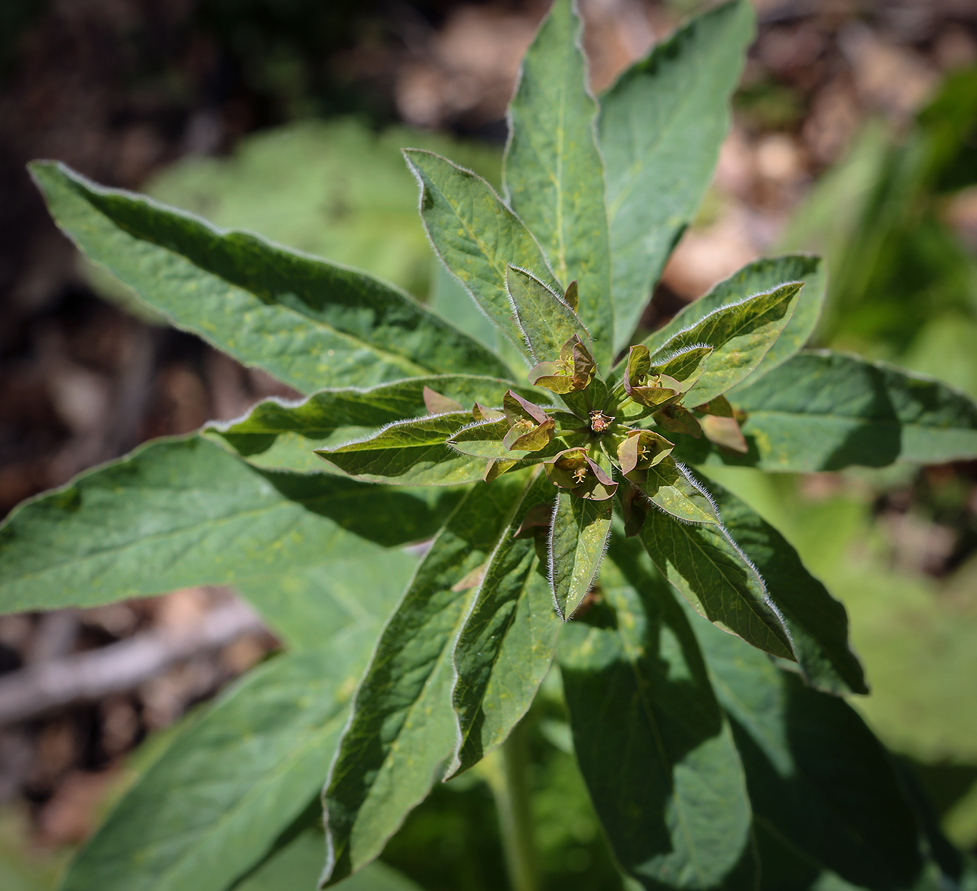Image of Euphorbia oblongifolia specimen.
