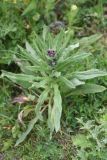 Cynoglossum officinale. Цветущее растение. Турция, ил Карс, г. Карс, крепость Керим-Паша, луг. 27 мая 2025 г.