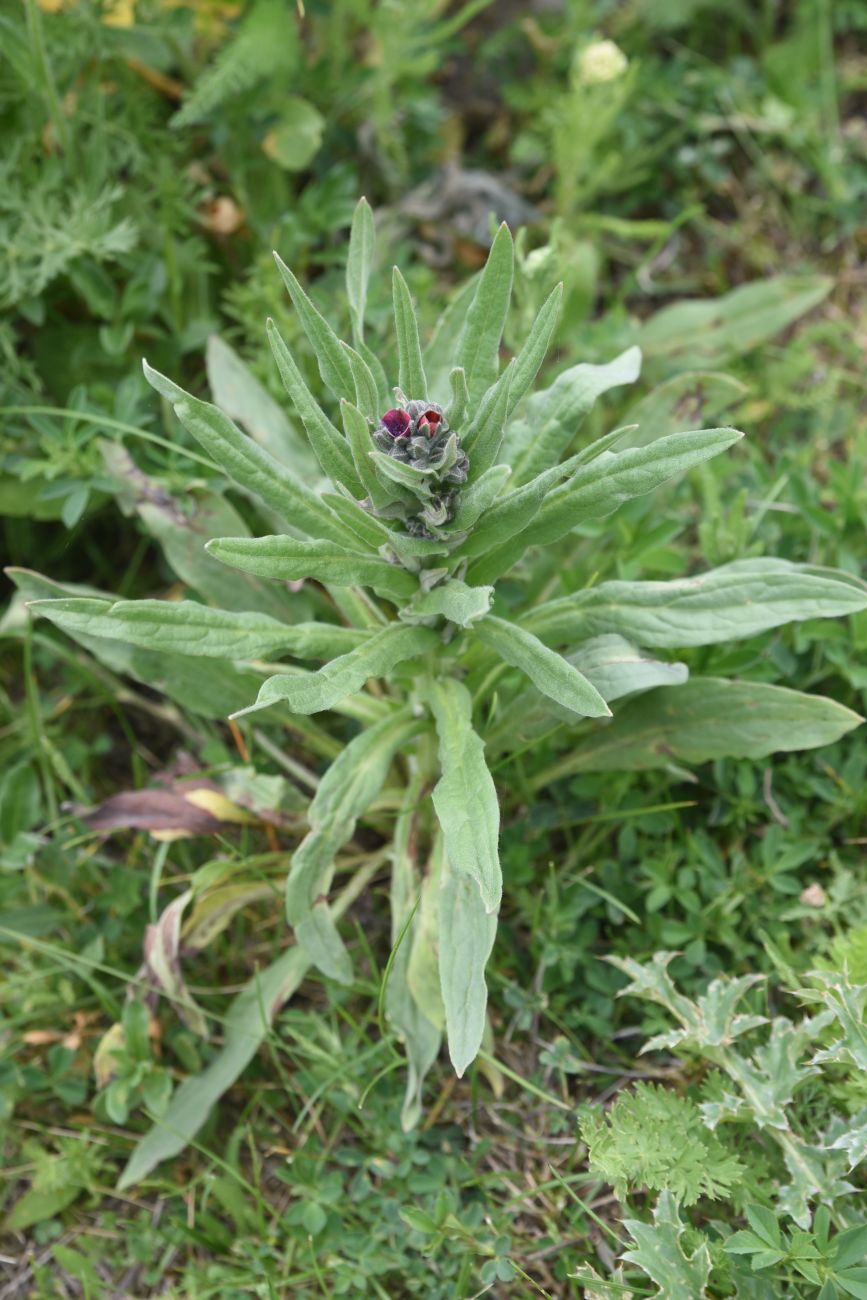Image of Cynoglossum officinale specimen.