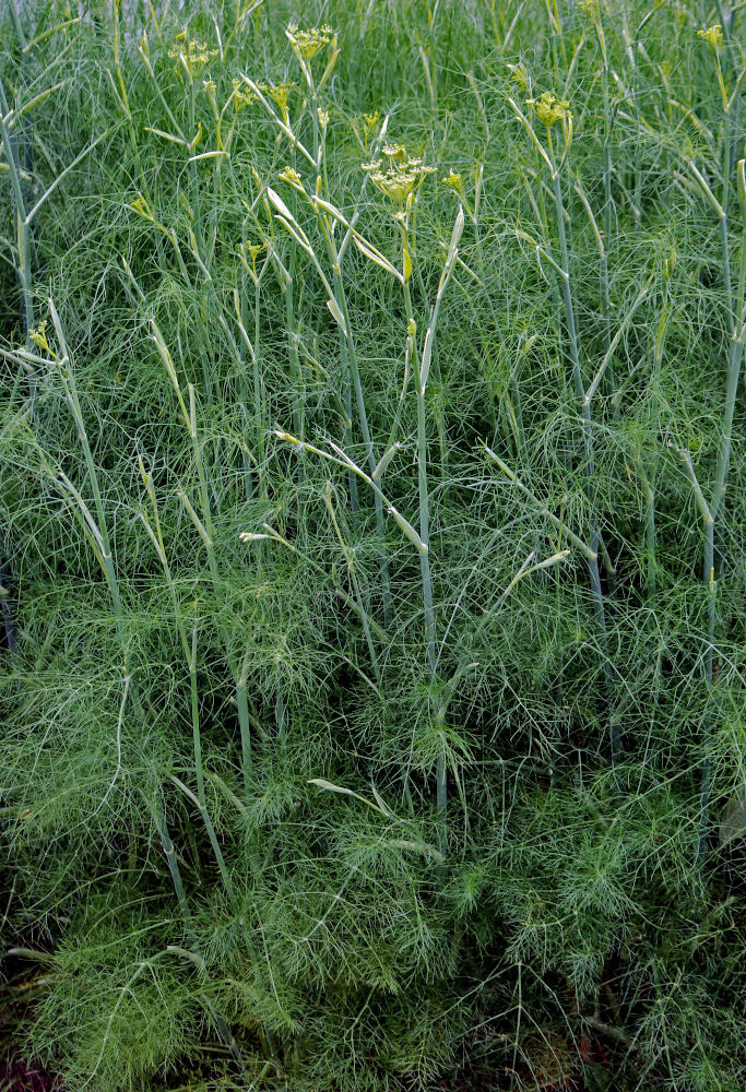 Изображение особи Foeniculum vulgare.