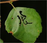 Betula pendula. Лист с погрызами. Московская обл., Раменский р-н, окр. дер. Хрипань, садовый участок. 02.08.2013.