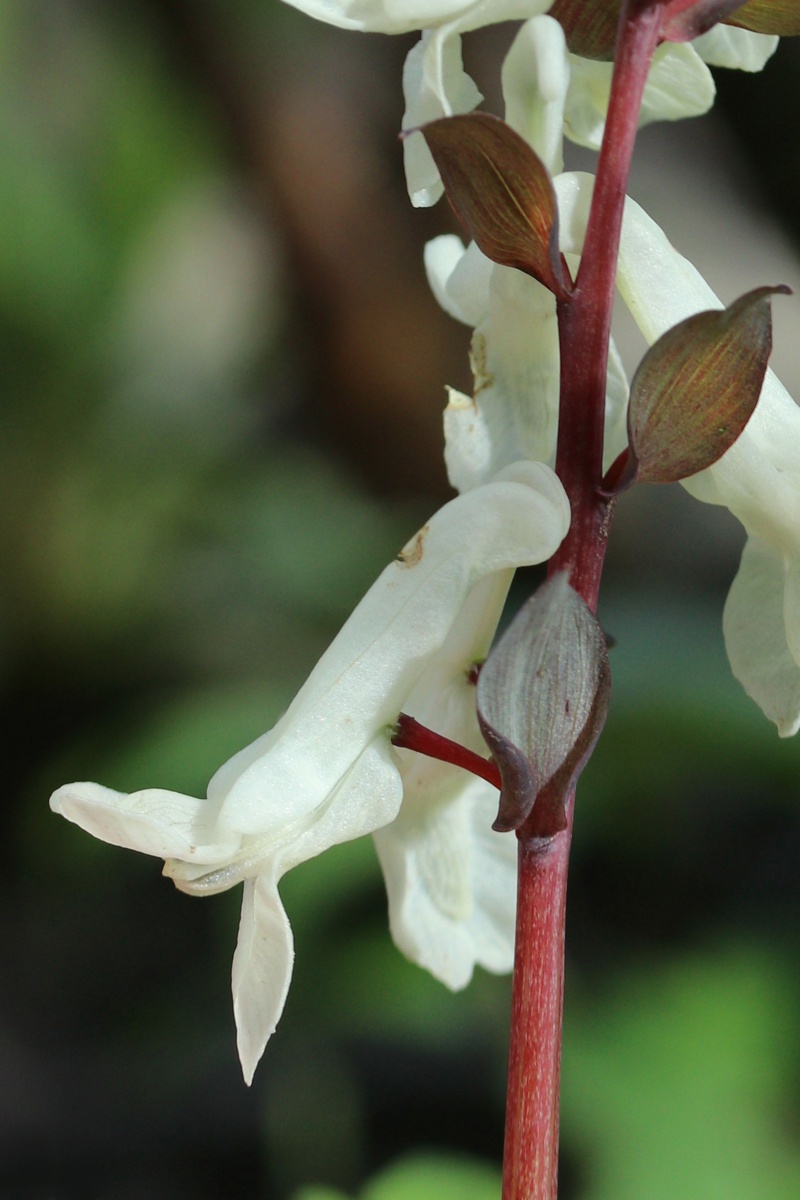 Image of genus Corydalis specimen.