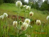 Trifolium montanum