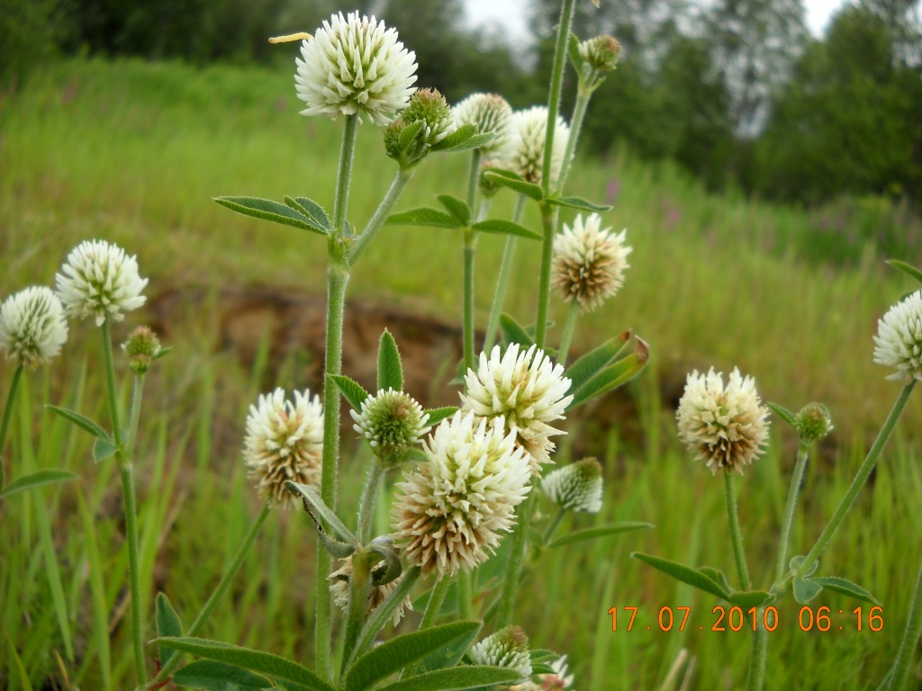 Изображение особи Trifolium montanum.