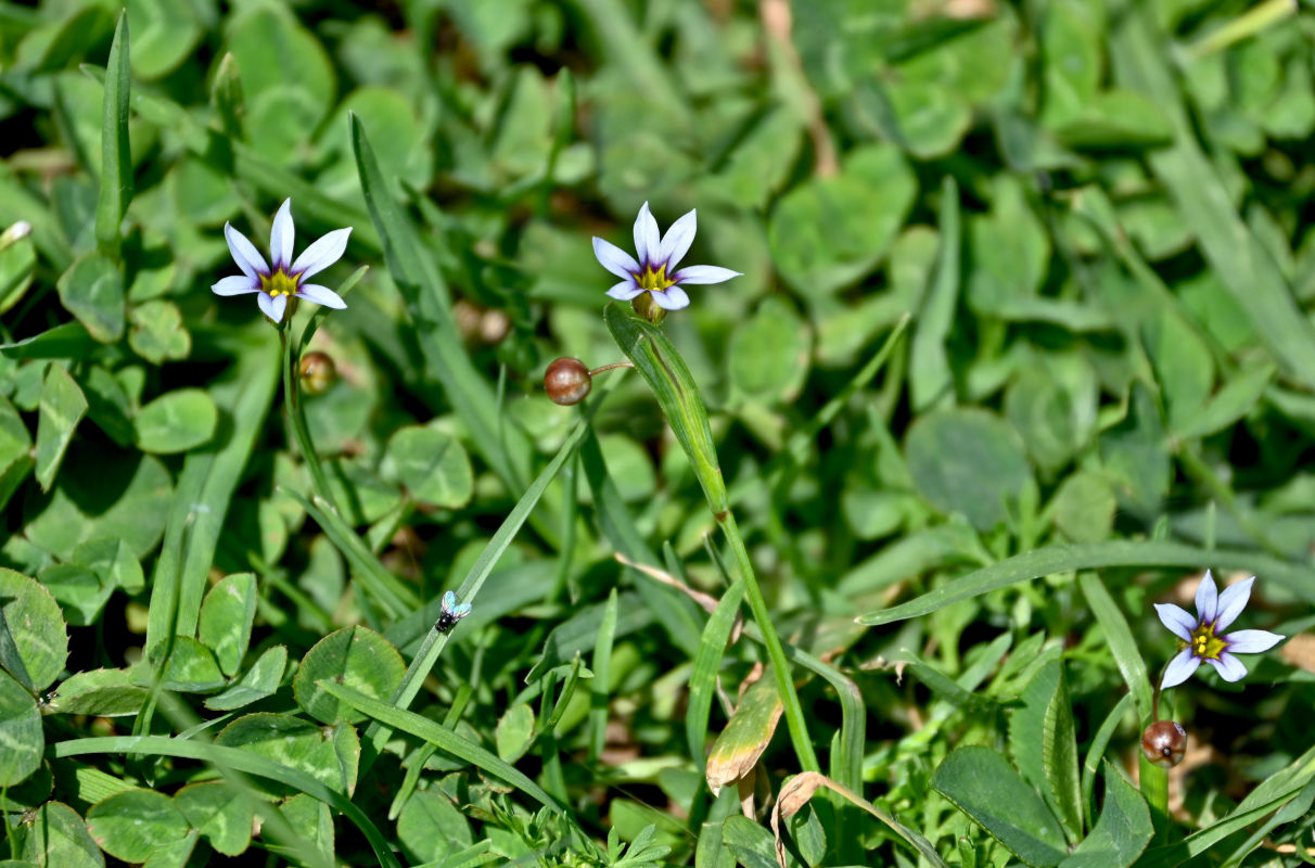 Изображение особи Sisyrinchium rosulatum.