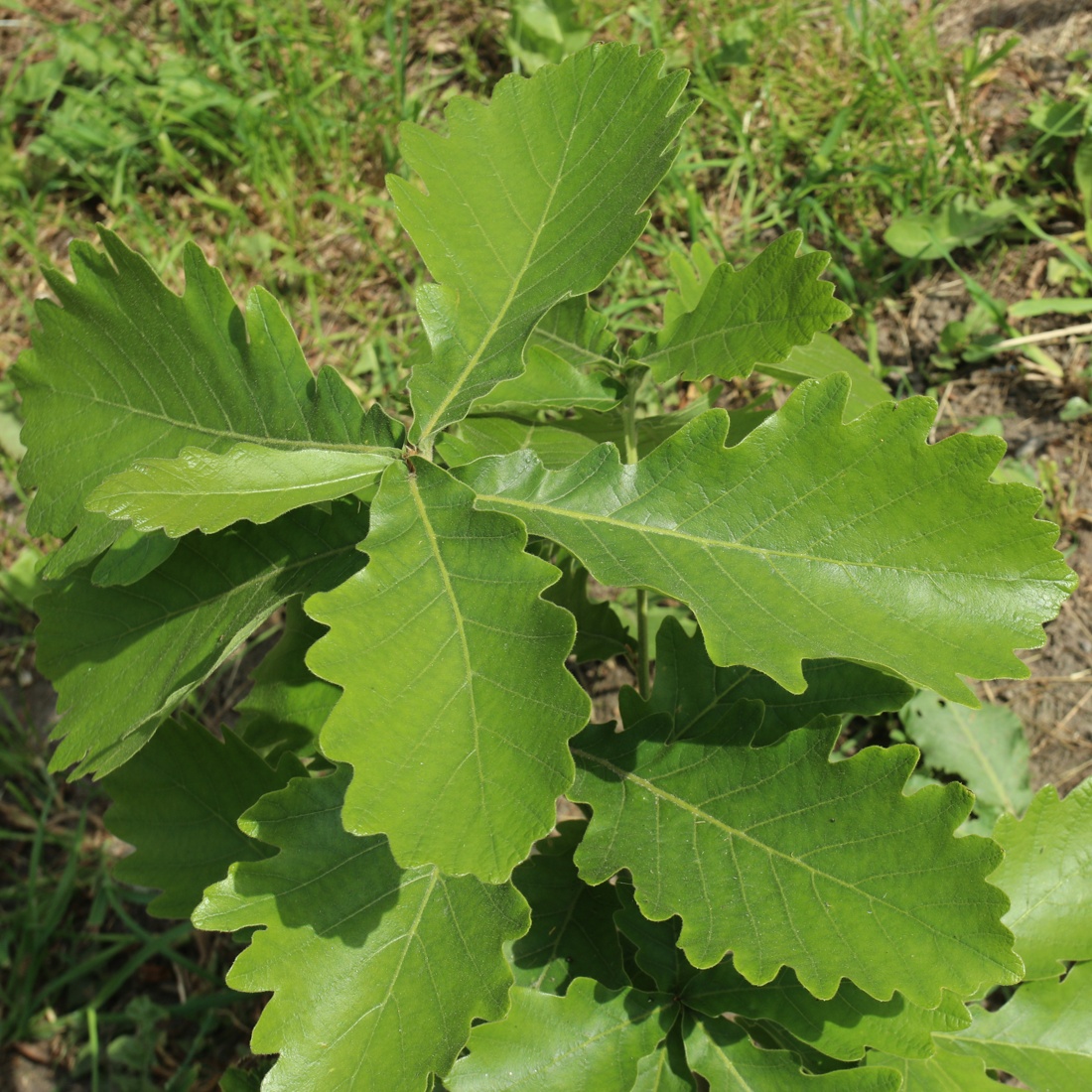 Изображение особи род Quercus.